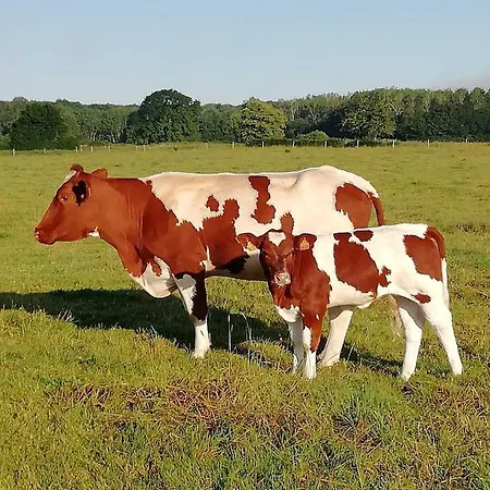 Σαλέ Au Pre Des Alizes - Insolite A La Ferme Des Alizes Vallon-sur-Gee