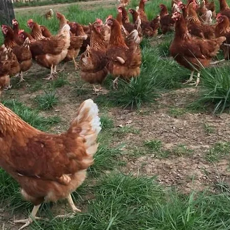 Au Pre Des Alizes - Insolite A La Ferme Des Alizes Domek alpejski *