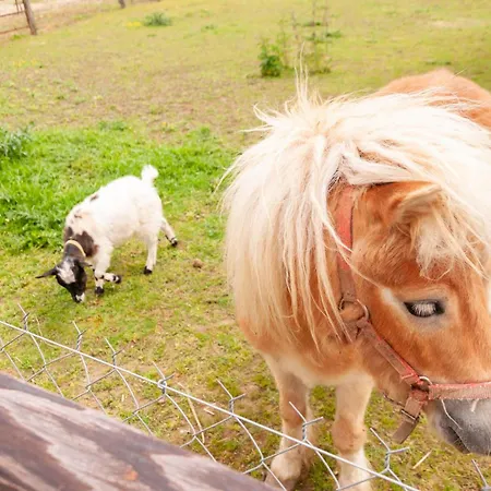 Au Pre Des Alizes - Insolite A La Ferme Des Alizes Vallon-sur-Gee
