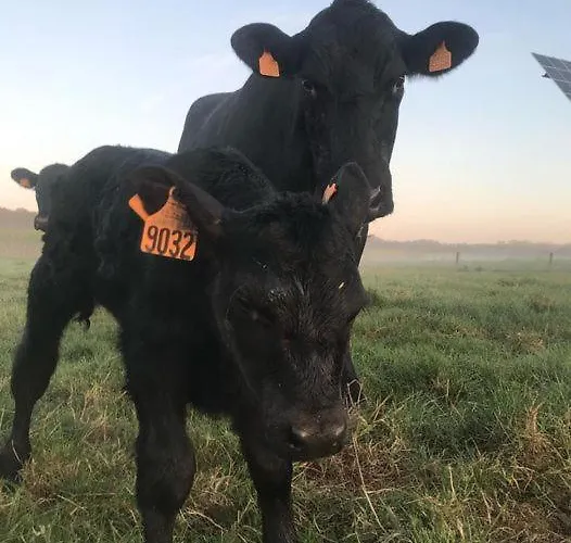 샬레 Au Pre Des Alizes - Insolite A La Ferme Des Alizes *