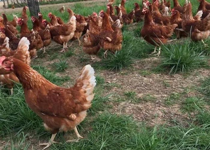 Au Pre Des Alizes - Insolite A La Ferme Des Alizes 샬레 *