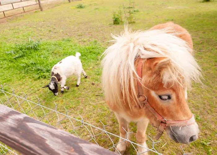 Au Pre Des Alizes - Insolite A La Ferme Des Alizes Vallon-sur-Gee